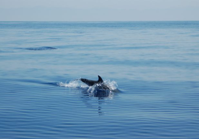Agenzia/operatore Turistico Aeolian Dolphin Research